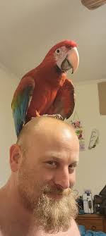 Lost dog found in Penns Valley wooded area near house