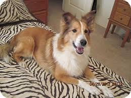 Pin On Dogs