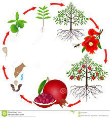 Life Cycle Of A Pomegranate Tree On A White Background Tree Life Cycle Life Cycles Pomegranate