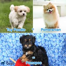 Check out the pros and cons of this pup. The Pomapoo An Ultimate Guide To The Playful Pomeranian Poodle Mix All Things Dogs All Things Dogs