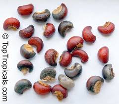 Image result for Turraea obtusifolia