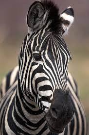 Portrait Of A Zebra Giraffe Images Animals Beautiful Animal Photography
