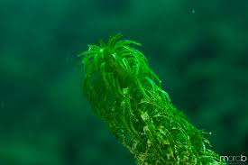 Image result for Lagarosiphon major