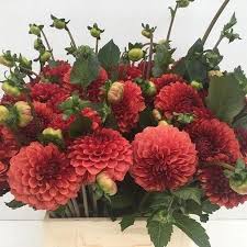 Maybe you would like to learn more about one of these? Pin On Dahlias