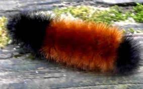 Big Fuzzy Black And Red Caterpillar Why Does The Woolly Bear Isabella Tiger Moth Cross The Road A Look Into The Woolly Bear Caterpillar Woolly Bear Wooly Bear Caterpillar Tiger Moth
