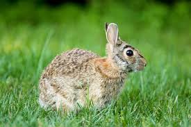 Rabbits don't eat grains, seeds, nuts, etc. Better Rabbit Habitat Missouri Department Of Conservation