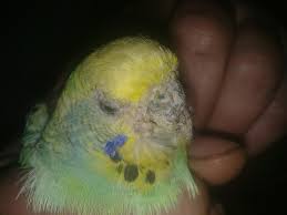 kafes kuslarinda mantar hastaligi ve tedavisi maksatbilgi