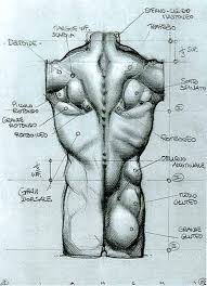 Human anatomy drawing drawing theory. Character Anatomy Male