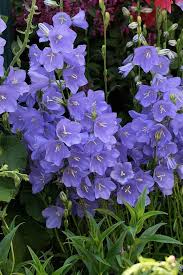 Pacific Horticulture Society Bellflowers Orchid Seeds Flower Seeds Pretty Flowers