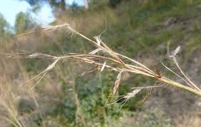 Image result for Hyparrhenia familiaris