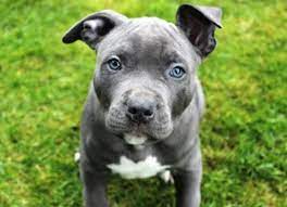 Blue nose pitbull puppies, merle pitbull puppes, red nose pitbulls, tri color pitbull puppies for sale! Trending Blue Nose Pitbull Puppies Complete Guide Daily Pet Guide