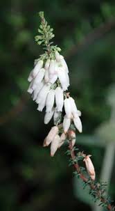 Image result for Erica wildii