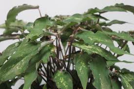 Ultimate Green Caladium Hybridized Developed And Only Available Through Spaulding Bulb Farm Garden Gardening Ideas Caladium Florida Gardening Urban Garden