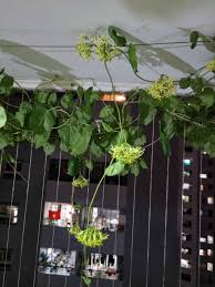 Image result for Telosma