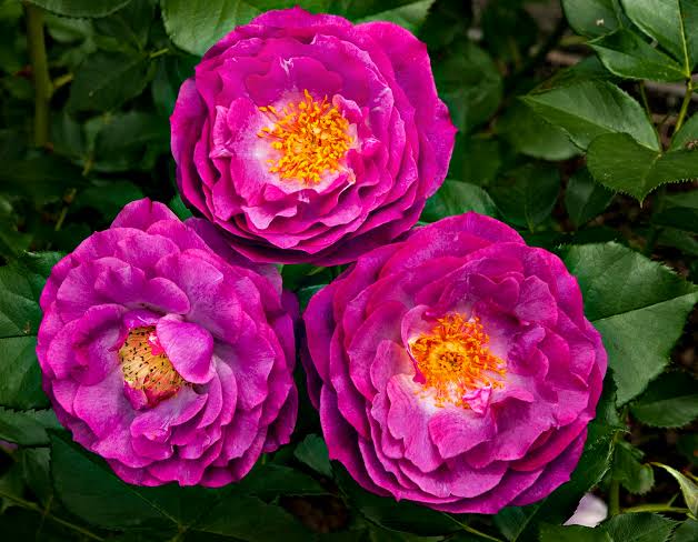 Wild Blue Yonder™ - Star® Roses and Plants