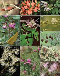 Image result for Lessertia falciformis