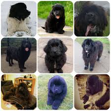 All puppies and dogs near me. Newfoundland Borrowmydoggy Leaving Pawprints Of Happiness
