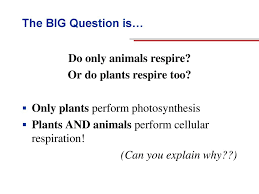 Maybe you would like to learn more about one of these? Energy Transformations In Living Organisms Cellular Respiration Ppt Download