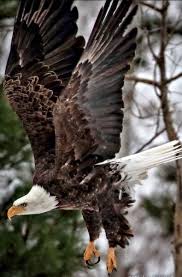 Birds And Bees Nursery Website Pin By Marsha Long On Birds Bees Butterflies Bugs Birds Bees Butterflies Bald Eagle Birds