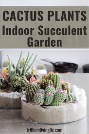 How To Make An Indoor Cactus Garden With Video Trillium Living Succulent Garden Indoor Succulents Indoor Indoor Cactus
