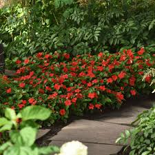 Image result for Impatiens briartii