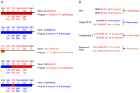 China is big ma man. Blood Groups Of Neandertals And Denisova Decrypted