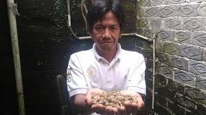 Tahukah anda jika keuntugan yang diperoleh dari bisnis tanaman ini sunggung mencengangkan? Harga Kapulaga Melonjak Setelah Jadi Incaran Para Pengusaha Tribun Jabar