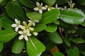 Image result for Pittosporum
