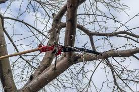 Welcome to figbid, the internet's safest open market dedicated to the fig. 1 956 Apple Tree Pruning Photos Free Royalty Free Stock Photos From Dreamstime