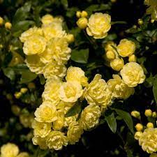 When We Get A Shed To Plant On The Side It Will Literally Engulf The Shed With Blooms And Fragrance Lady Banksia Rose C Flower Garden Texas Gardening Plants