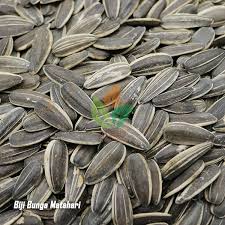 Beberapa jenis bunga matahari yang populer adalah velvet queen, evening sun, dan mammoth grey. Jual Biji Bunga Matahari Murah Agro Bibit Id