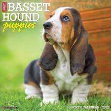 Upload, livestream, and create your own videos, all in hd. Just Basset Hound Puppies 2021 Wall Calendar Dog Breed Calendar Willow Creek Press 9781549210631 Amazon Com Books