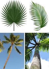 Once opened, they may contain coconut, which is safe for drinking and is a famous tropical drink. Types Of Palm Trees With Identification Guide Pictures Name