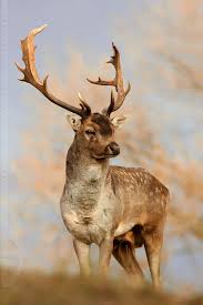 King Of The Hill By Thrumyeye On Deviantart Animals Animals Beautiful Animals Wild