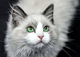 Kedi Fotograflari Ege Fisiltilari