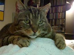 Maxi A Strong Silent Tabby Cat With A Heart Of Gold Tabby Cat Tabby Cats And Kittens