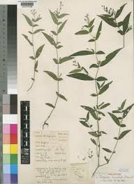 Image result for Isoglossa perdita