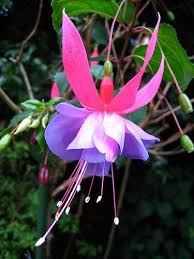 Fuschia Fuchsia Flower Florida Flowers Fuchsia Plant