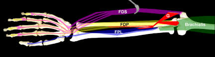 Neurovascular pattern of forearm  3 nerves supply of the forearm and each nerve passes between 2 heads of muscle  nerve supply of the flexor compartment the median nerve passes between the 2 heads of pronator teres. A Gantzer Muscle Arising From The Brachialis And Flexor Digitorum Superficialis Embryological Considerations And Implications For Median Nerve Entrapment Springerlink