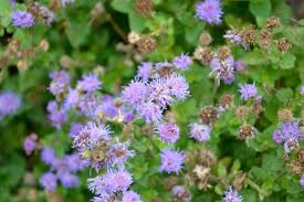 Image result for Ageratum houstonianum