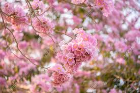 For decades, pink flowers have been used to decorate weddings as a symbol of love. Tabebuia Rosea Is A Pink Flower Neotropical Tree Common Name Pink Trumpet Tree Pink Poui Pink Tecoma Rosy Trumpet Tree Basant Rani Stock Photo Picture And Royalty Free Image Image 108264958