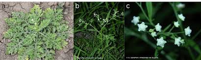 Image result for Parthenium