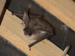 J Ai Des Chauves Souris Chez Moi Gmb