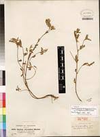 Image result for Kotschya aeschynomenoides