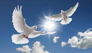 Most terns hunt fish by diving but some pick insects off the surface of fresh water. Gold Coast White Doves Photos Facebook