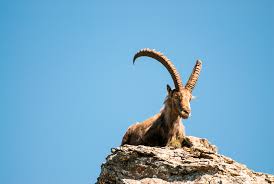Facts About Ibex Live Science