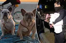 Gaga previously offered a $500,000 reward for the safe return of her dogs, whose names are koji and gustav. Lady Gaga S Dogs Were Found Tied To Pole In Alley By Good Samaritan