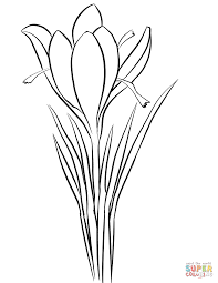saffron crocus sativus coloring page free printable pages flower drawing coloriage oiseaux junco