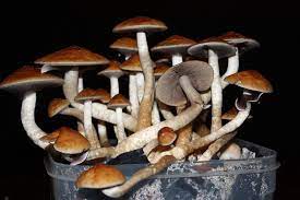 Group Behind Denver Psilocybin Decriminalization Takes Its Mission Global Marijuana Moment