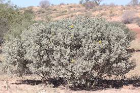Image result for Cassia thyrsoidea